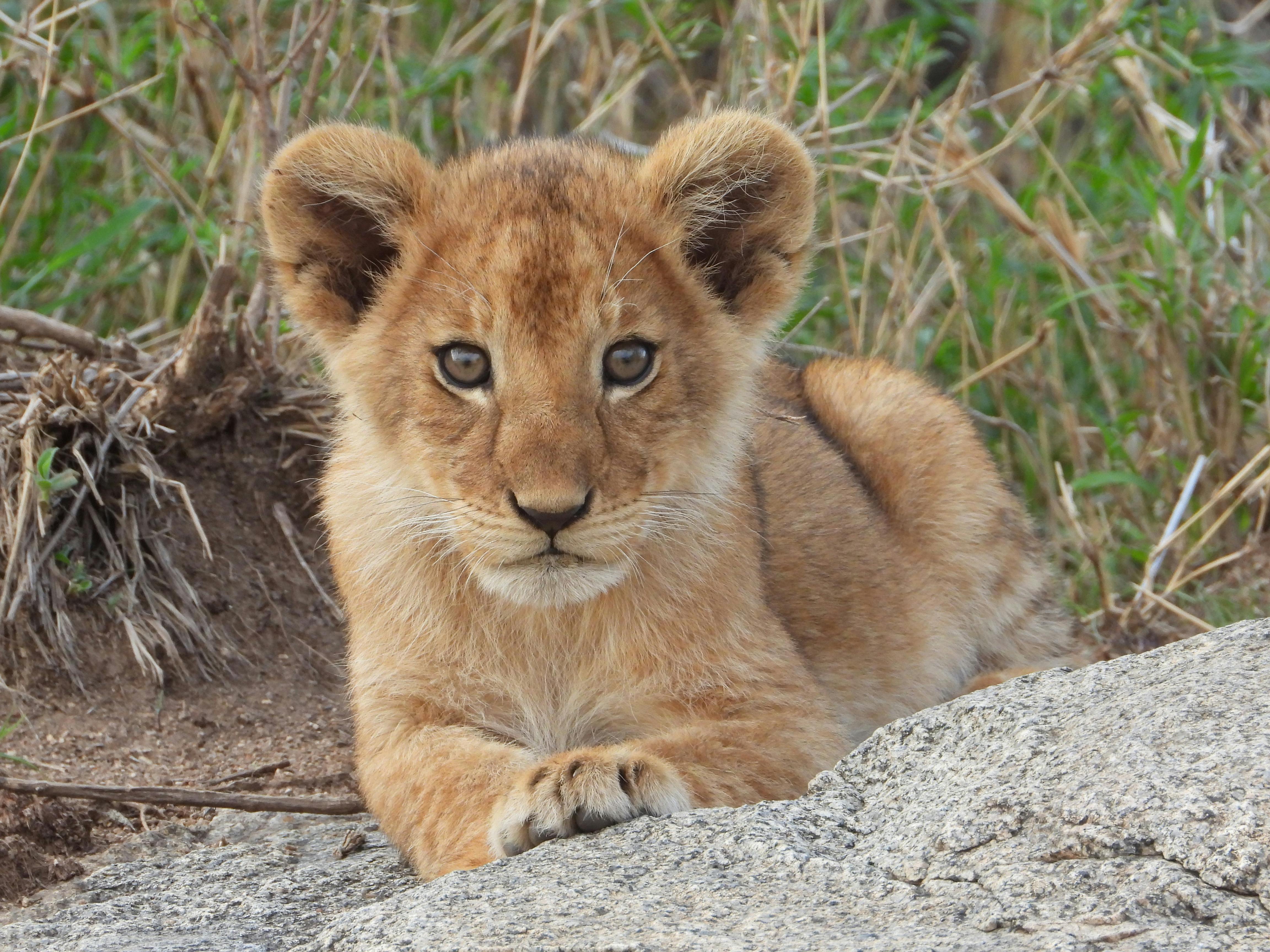 a picture of a lion cub